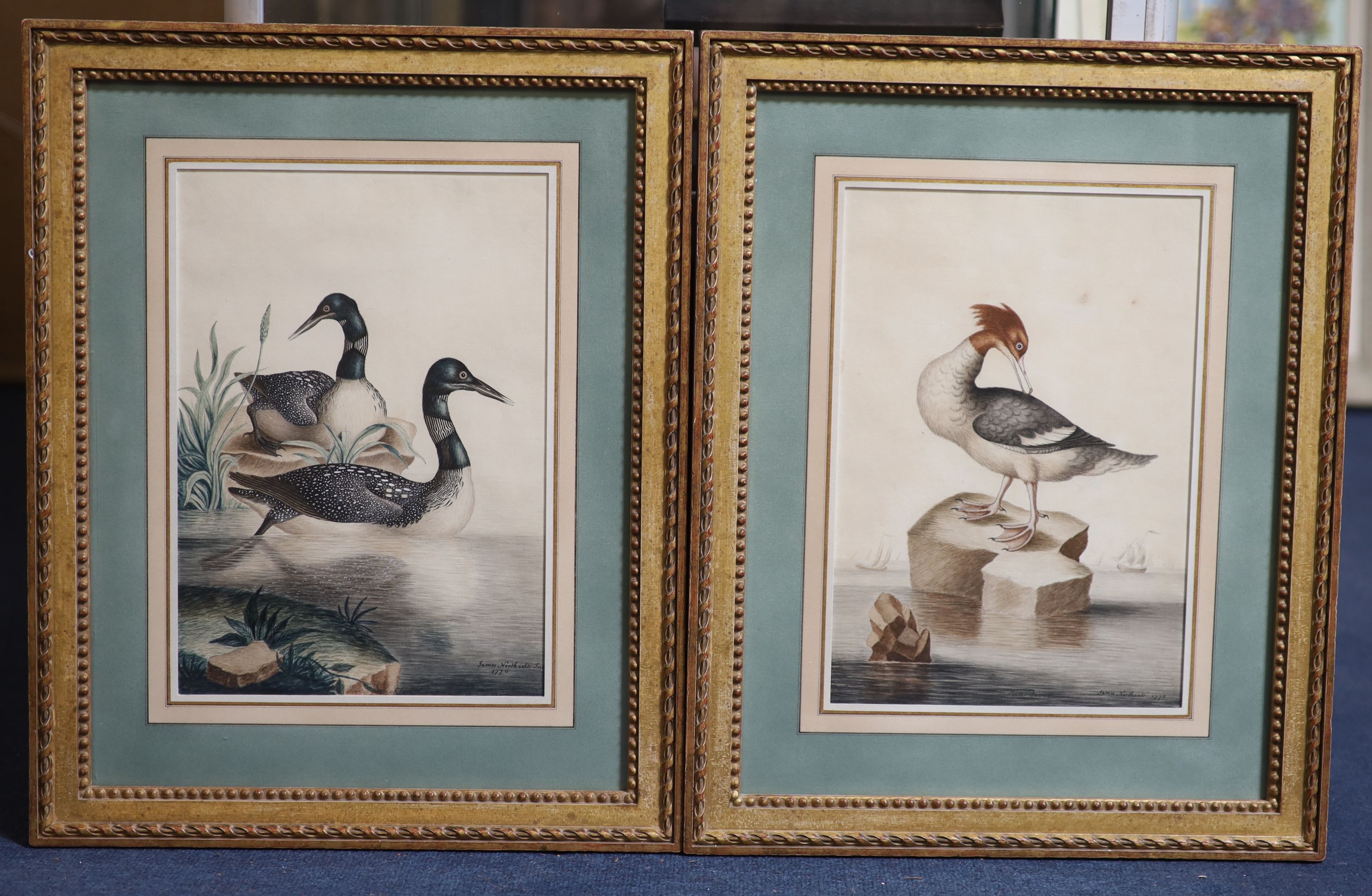 James Northcote (1746-1841), 'A pair of Great Northern Divers' and 'A Merganser perched on a rock', pair of watercolours